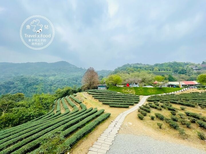 免門票，開車即可抵達的高山茶園，春天櫻花季必訪！雲霧飄渺的玉蘭茶園～ @魚兒 x 牽手明太子的「視」界旅行