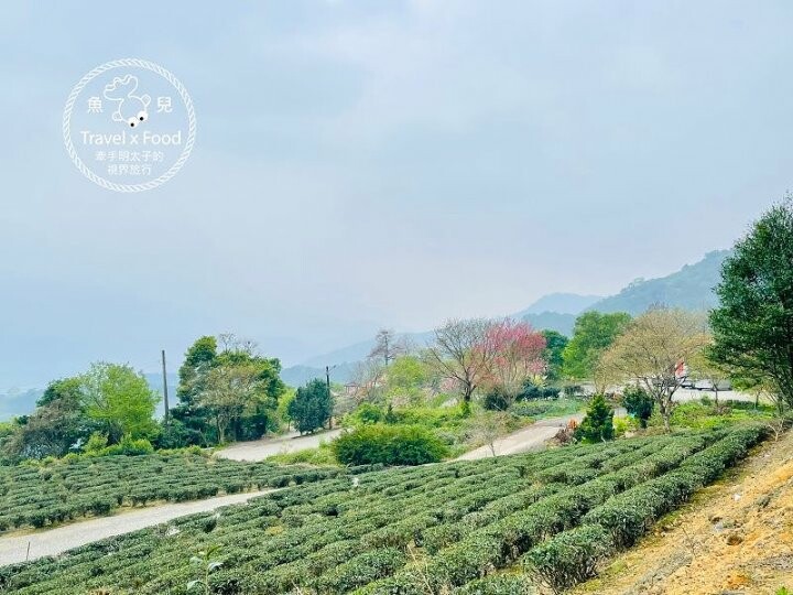 免門票，開車即可抵達的高山茶園，春天櫻花季必訪！雲霧飄渺的玉蘭茶園～ @魚兒 x 牽手明太子的「視」界旅行