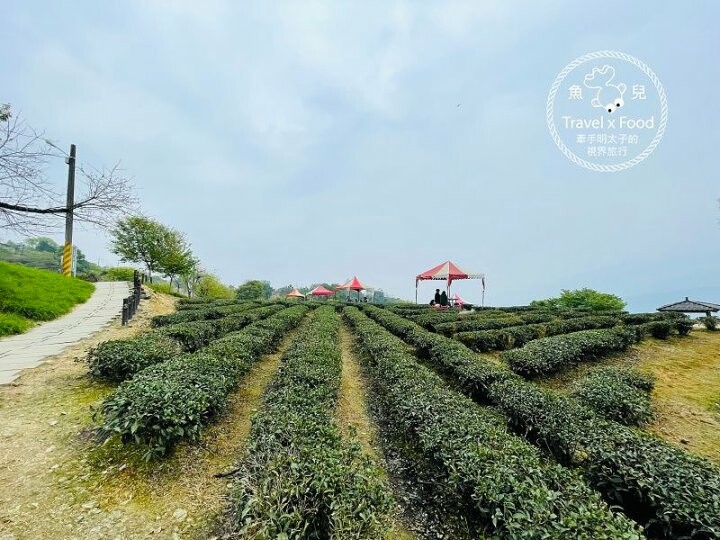 免門票，開車即可抵達的高山茶園，春天櫻花季必訪！雲霧飄渺的玉蘭茶園～ @魚兒 x 牽手明太子的「視」界旅行