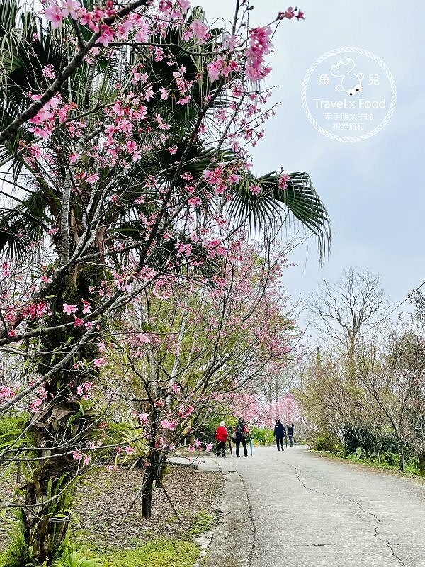 免門票，開車即可抵達的高山茶園，春天櫻花季必訪！雲霧飄渺的玉蘭茶園～ @魚兒 x 牽手明太子的「視」界旅行