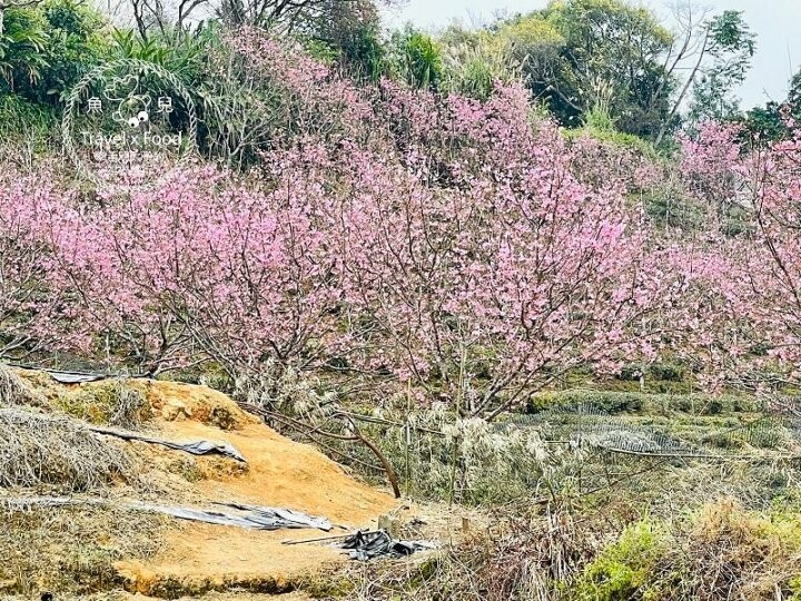 免門票，開車即可抵達的高山茶園，春天櫻花季必訪！雲霧飄渺的玉蘭茶園～ @魚兒 x 牽手明太子的「視」界旅行