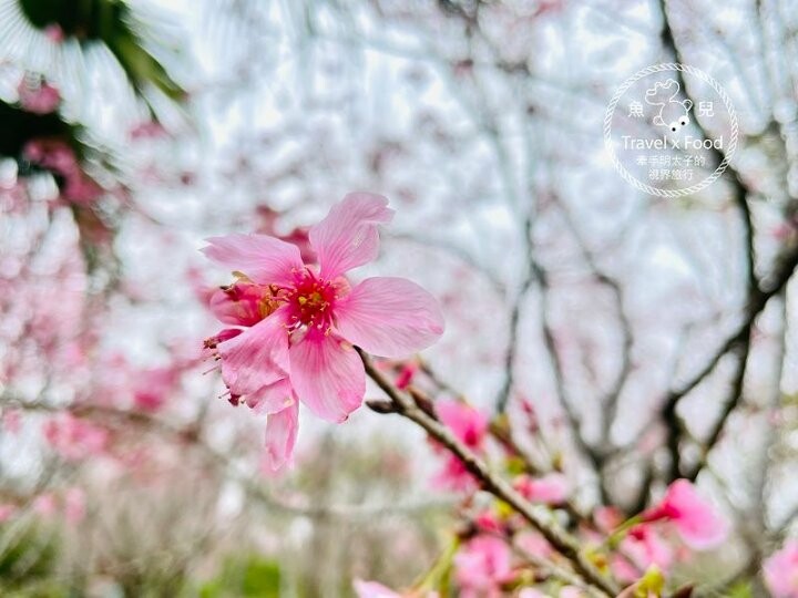 免門票，開車即可抵達的高山茶園，春天櫻花季必訪！雲霧飄渺的玉蘭茶園～ @魚兒 x 牽手明太子的「視」界旅行