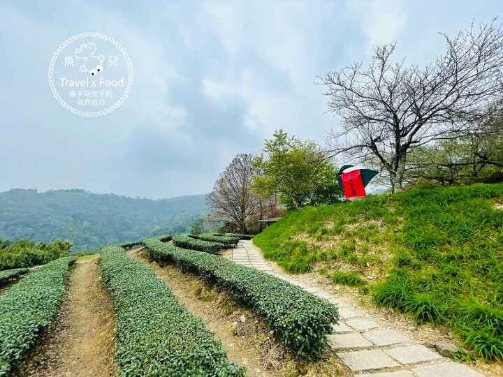 免門票，開車即可抵達的高山茶園，春天櫻花季必訪！雲霧飄渺的玉蘭茶園～ @魚兒 x 牽手明太子的「視」界旅行