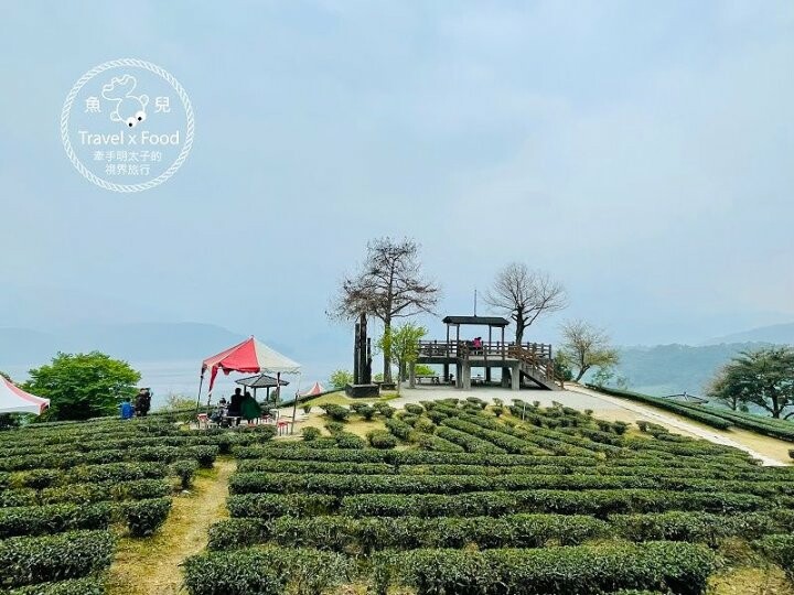 免門票，開車即可抵達的高山茶園，春天櫻花季必訪！雲霧飄渺的玉蘭茶園～ @魚兒 x 牽手明太子的「視」界旅行