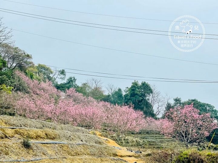 免門票，開車即可抵達的高山茶園，春天櫻花季必訪！雲霧飄渺的玉蘭茶園～ @魚兒 x 牽手明太子的「視」界旅行