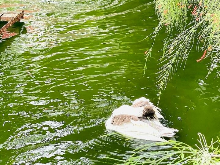 大猩猩現身!與海底動物一同遨遊~免門票稻草藝術季,花蓮富里鄉農會羅山展售中心,一起來文青 @魚兒 x 牽手明太子的「視」界旅行