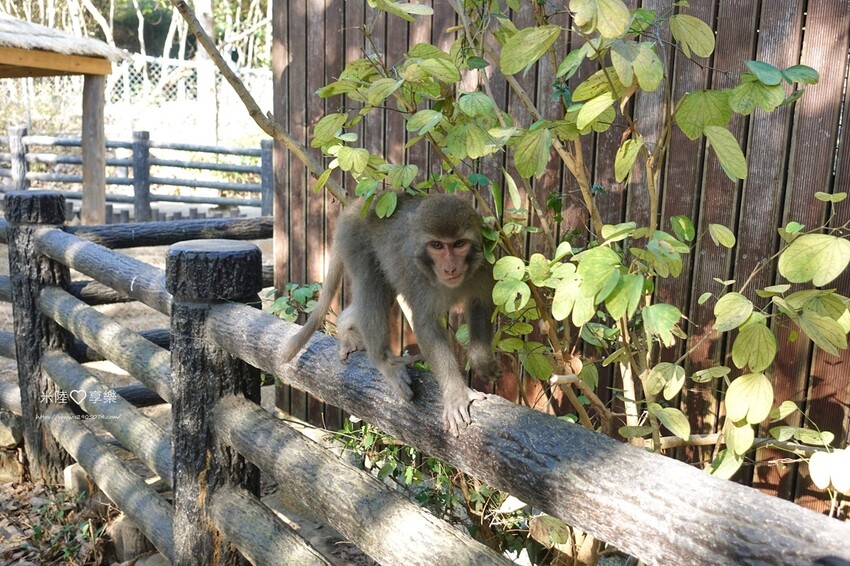 壽山動物園DSC03619143.jpg