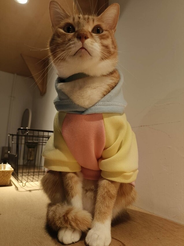 51635.jpg - 【宜蘭】小雨林寵物友善民宿。一個可以自在冥想+放空+禪意十足的美好空間+購無菜單料理+購房間內spa