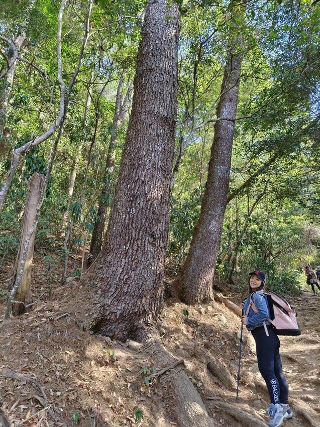 47429.jpg - 【台中.谷關】谷關七雄之東卯山。平緩好走後段0.5K石曝+大岩石+超美展望來回14K 47429.jpg - 【台中.谷關】谷關七雄之東卯山。平緩好走後段0.5K石曝+大岩石+超美展望來回14K