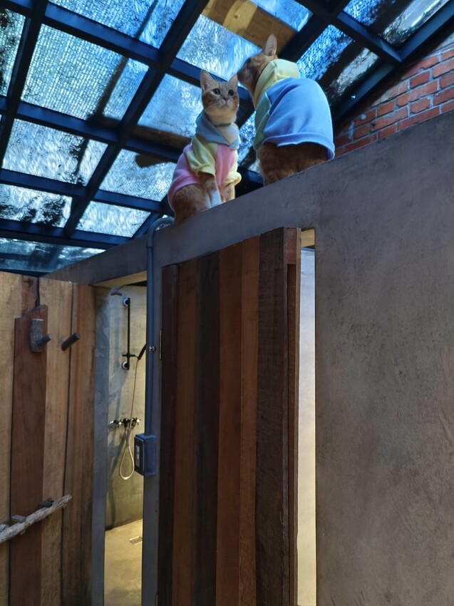 52346.jpg - 【宜蘭】小雨林寵物友善民宿。一個可以自在冥想+放空+禪意十足的美好空間+購無菜單料理+購房間內spa