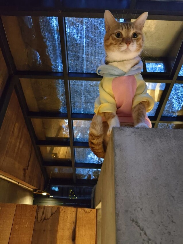 51738.jpg - 【宜蘭】小雨林寵物友善民宿。一個可以自在冥想+放空+禪意十足的美好空間+購無菜單料理+購房間內spa