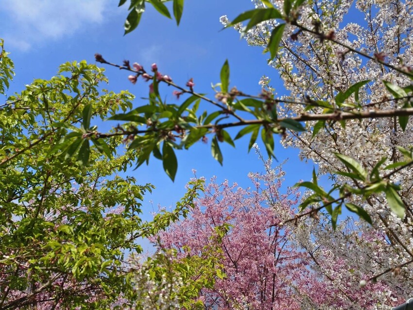 44297.jpg - 【新竹.尖石鄉】2023最新賞櫻免費景點。財伯觀光果園。櫻花+水蜜桃花+李花。寵物友善帶愛犬愛貓來拍