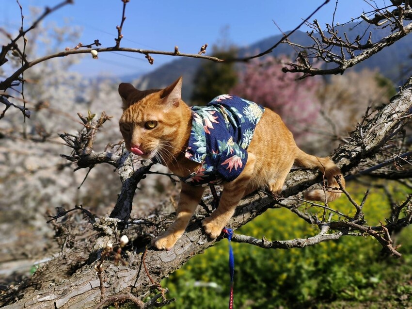 44349.jpg - 【新竹.尖石鄉】2023最新賞櫻免費景點。財伯觀光果園。櫻花+水蜜桃花+李花。寵物友善帶愛犬愛貓來拍