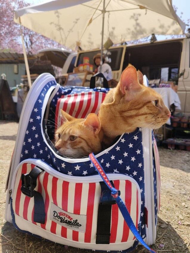 44273.jpg - 【新竹.尖石鄉】2023最新賞櫻免費景點。財伯觀光果園。櫻花+水蜜桃花+李花。寵物友善帶愛犬愛貓來拍