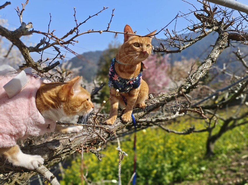 44347.jpg - 【新竹.尖石鄉】2023最新賞櫻免費景點。財伯觀光果園。櫻花+水蜜桃花+李花。寵物友善帶愛犬愛貓來拍