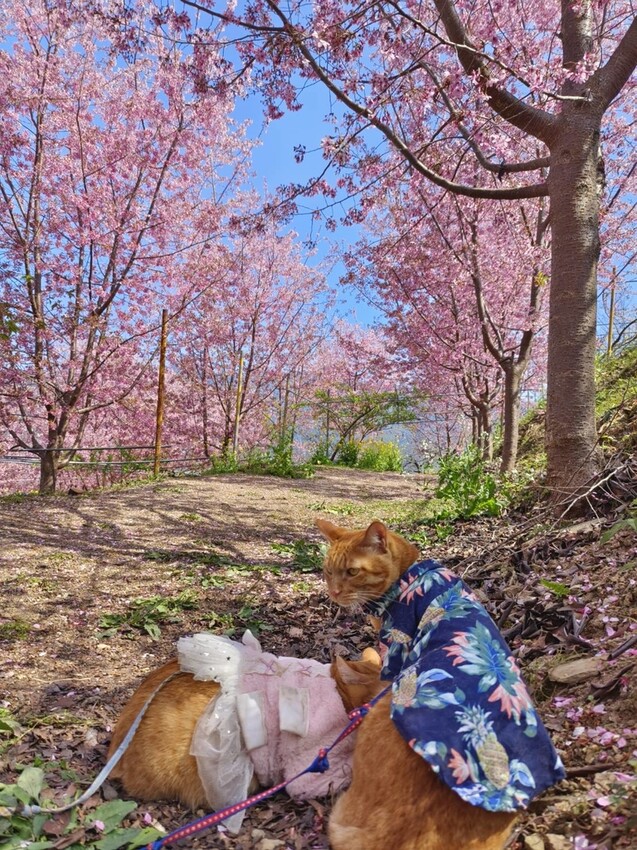 44289.jpg - 【新竹.尖石鄉】2023最新賞櫻免費景點。財伯觀光果園。櫻花+水蜜桃花+李花。寵物友善帶愛犬愛貓來拍