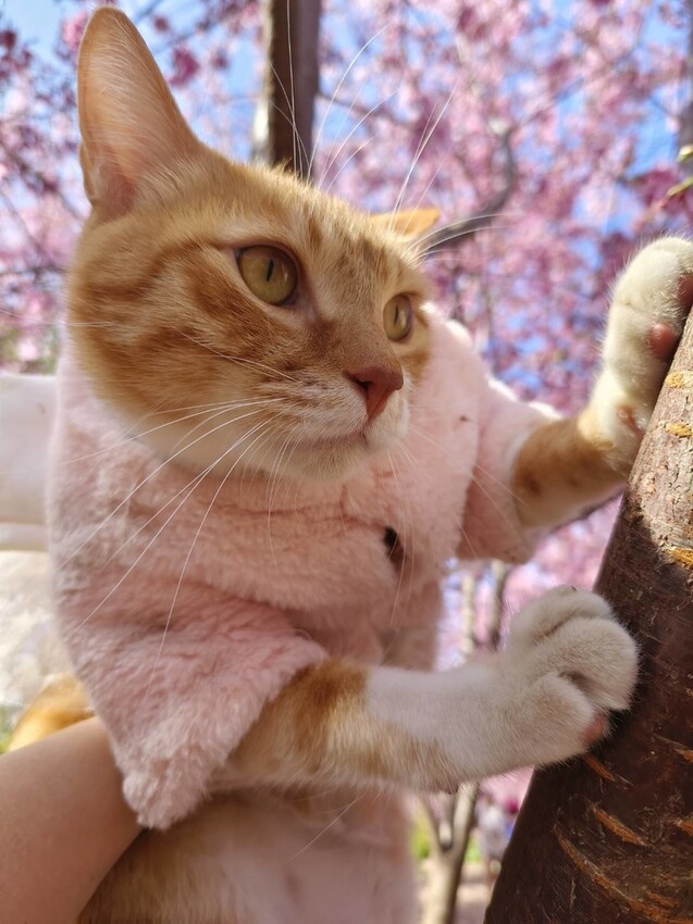 43616.jpg - 【新竹.尖石鄉】2023最新賞櫻免費景點。財伯觀光果園。櫻花+水蜜桃花+李花。寵物友善帶愛犬愛貓來拍