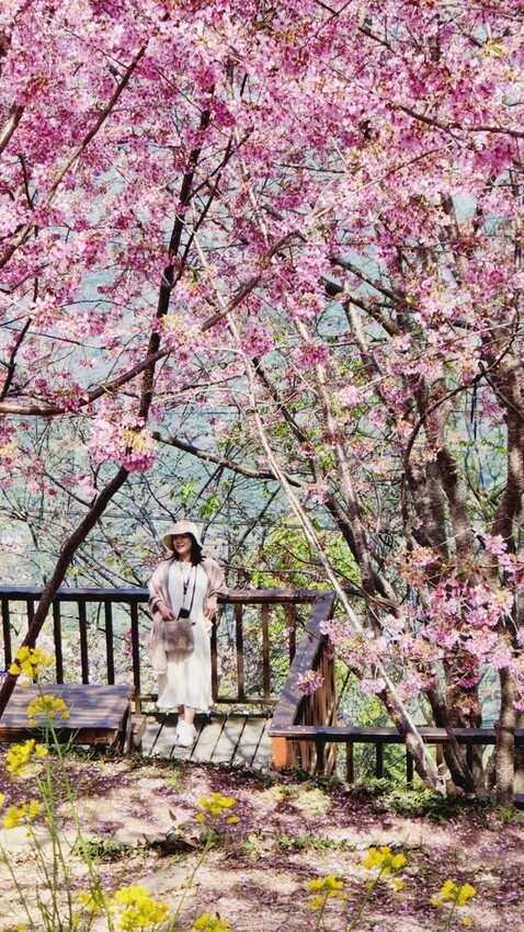 44264.jpg - 【新竹.尖石鄉】2023最新賞櫻免費景點。財伯觀光果園。櫻花+水蜜桃花+李花。寵物友善帶愛犬愛貓來拍