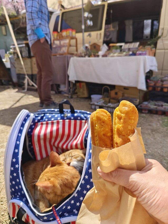 44271.jpg - 【新竹.尖石鄉】2023最新賞櫻免費景點。財伯觀光果園。櫻花+水蜜桃花+李花。寵物友善帶愛犬愛貓來拍