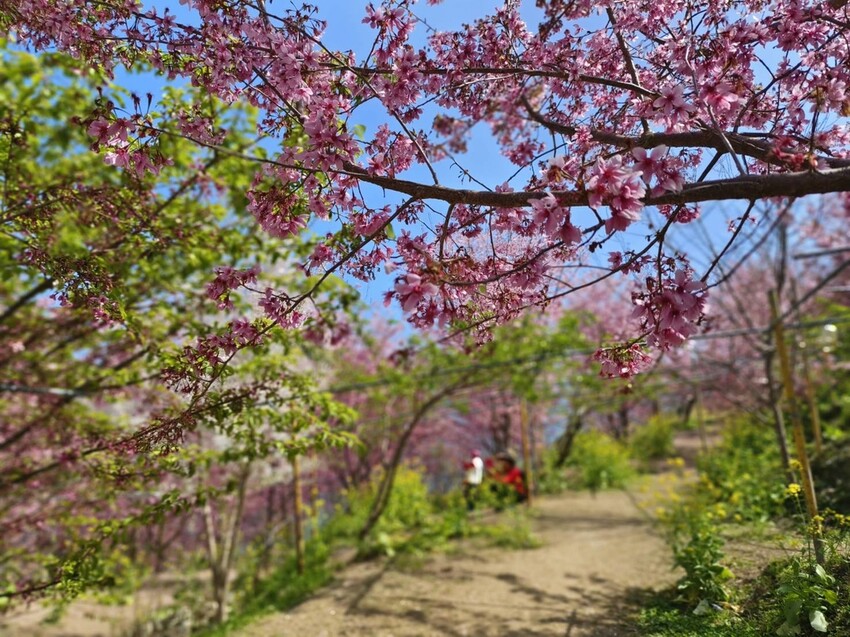 44296.jpg - 【新竹.尖石鄉】2023最新賞櫻免費景點。財伯觀光果園。櫻花+水蜜桃花+李花。寵物友善帶愛犬愛貓來拍