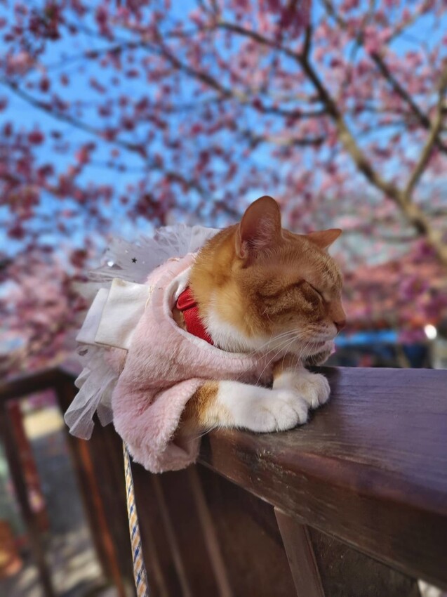 43562.jpg - 【新竹.尖石鄉】2023最新賞櫻免費景點。財伯觀光果園。櫻花+水蜜桃花+李花。寵物友善帶愛犬愛貓來拍