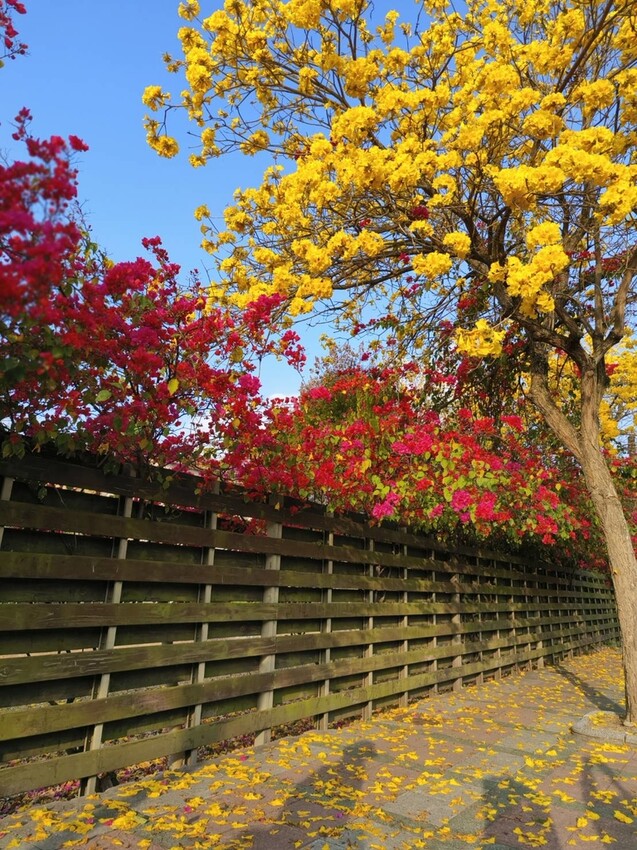 47439.jpg - 【台中.谷關】谷關七雄之東卯山。平緩好走後段0.5K石曝+大岩石+超美展望來回14K 47439.jpg - 【台中.谷關】谷關七雄之東卯山。平緩好走後段0.5K石曝+大岩石+超美展望來回14K
