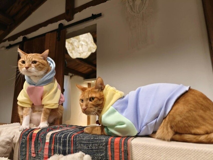 51667.jpg - 【宜蘭】小雨林寵物友善民宿。一個可以自在冥想+放空+禪意十足的美好空間+購無菜單料理+購房間內spa