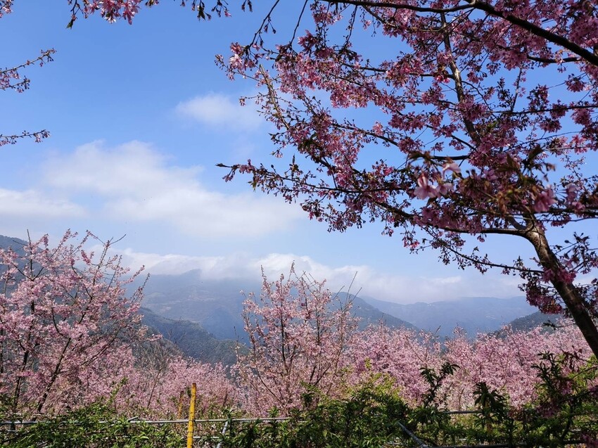 44290.jpg - 【新竹.尖石鄉】2023最新賞櫻免費景點。財伯觀光果園。櫻花+水蜜桃花+李花。寵物友善帶愛犬愛貓來拍