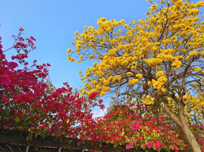 47440.jpg - 【台中.谷關】谷關七雄之東卯山。平緩好走後段0.5K石曝+大岩石+超美展望來回14K 47440.jpg - 【台中.谷關】谷關七雄之東卯山。平緩好走後段0.5K石曝+大岩石+超美展望來回14K