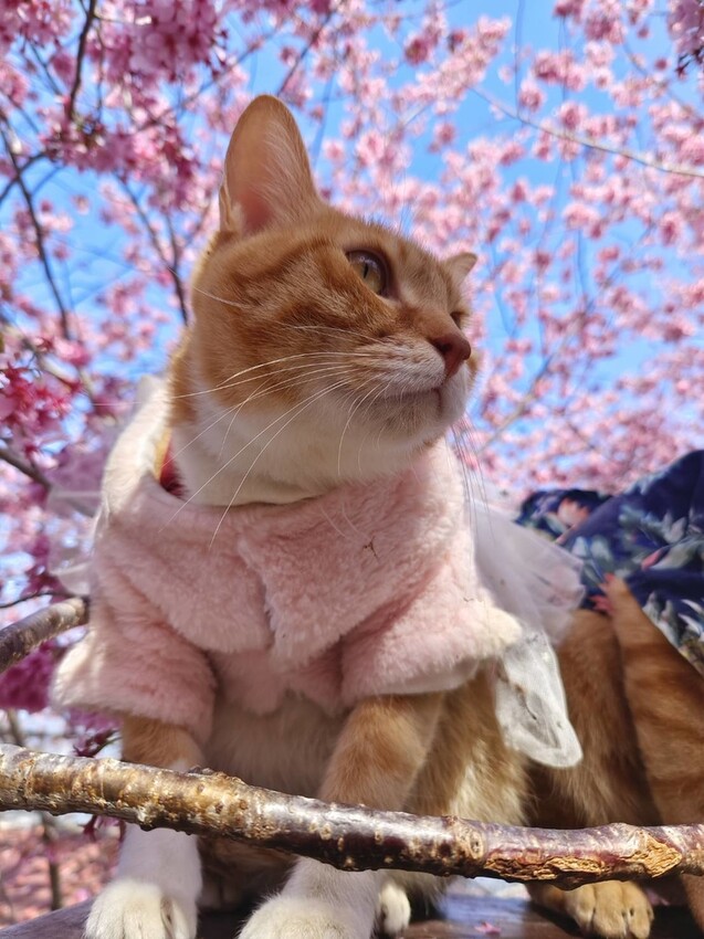 43560.jpg - 【新竹.尖石鄉】2023最新賞櫻免費景點。財伯觀光果園。櫻花+水蜜桃花+李花。寵物友善帶愛犬愛貓來拍