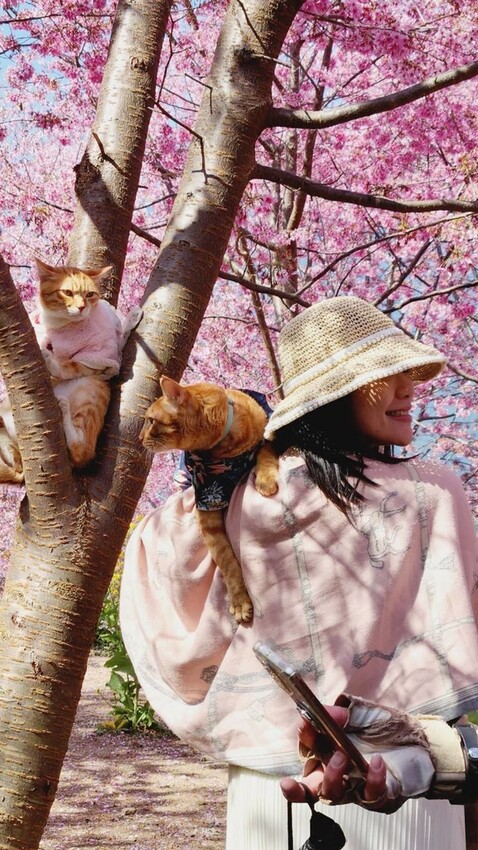 44263.jpg - 【新竹.尖石鄉】2023最新賞櫻免費景點。財伯觀光果園。櫻花+水蜜桃花+李花。寵物友善帶愛犬愛貓來拍