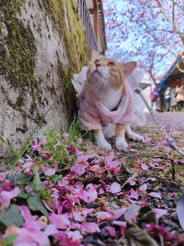 44340.jpg - 【新竹.尖石鄉】2023最新賞櫻免費景點。財伯觀光果園。櫻花+水蜜桃花+李花。寵物友善帶愛犬愛貓來拍