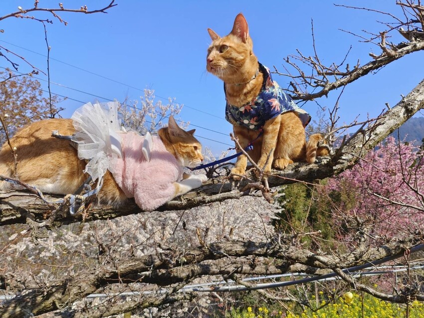 44343.jpg - 【新竹.尖石鄉】2023最新賞櫻免費景點。財伯觀光果園。櫻花+水蜜桃花+李花。寵物友善帶愛犬愛貓來拍