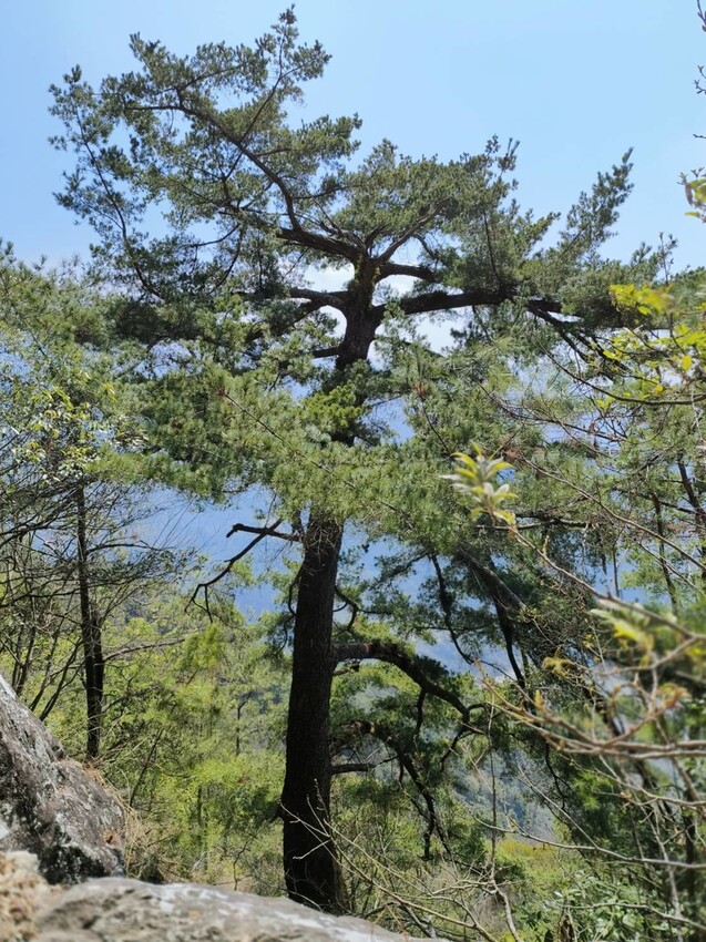 47342.jpg - 【台中.谷關】谷關七雄之東卯山。平緩好走後段0.5K石曝+大岩石+超美展望來回14K 47342.jpg - 【台中.谷關】谷關七雄之東卯山。平緩好走後段0.5K石曝+大岩石+超美展望來回14K