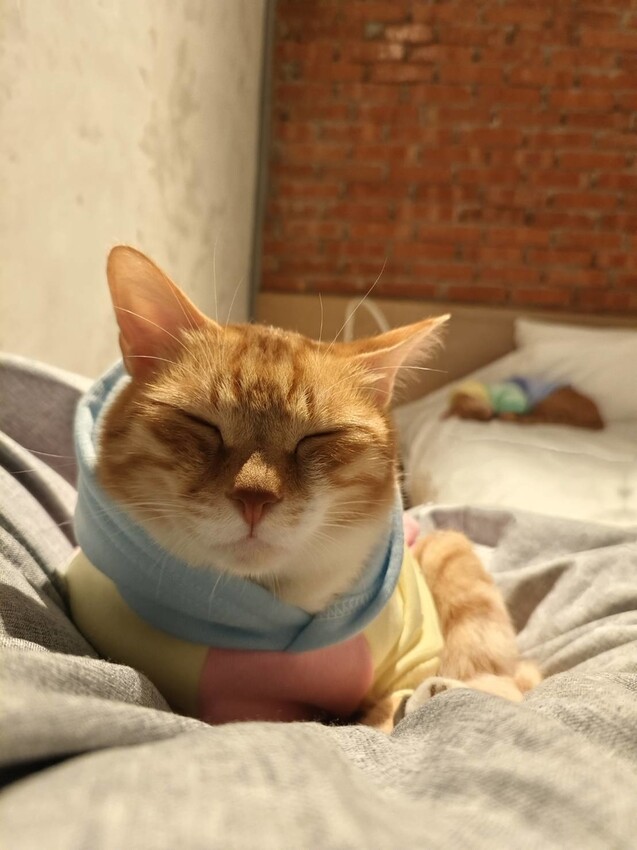 51664.jpg - 【宜蘭】小雨林寵物友善民宿。一個可以自在冥想+放空+禪意十足的美好空間+購無菜單料理+購房間內spa