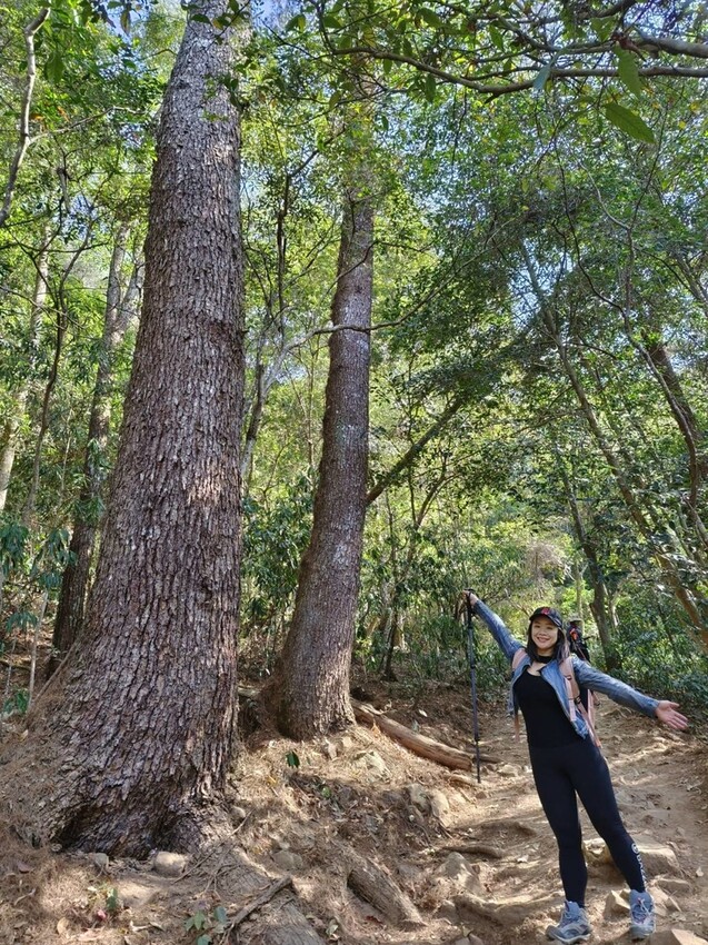 47428.jpg - 【台中.谷關】谷關七雄之東卯山。平緩好走後段0.5K石曝+大岩石+超美展望來回14K 47428.jpg - 【台中.谷關】谷關七雄之東卯山。平緩好走後段0.5K石曝+大岩石+超美展望來回14K