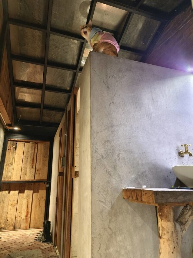 51636.jpg - 【宜蘭】小雨林寵物友善民宿。一個可以自在冥想+放空+禪意十足的美好空間+購無菜單料理+購房間內spa