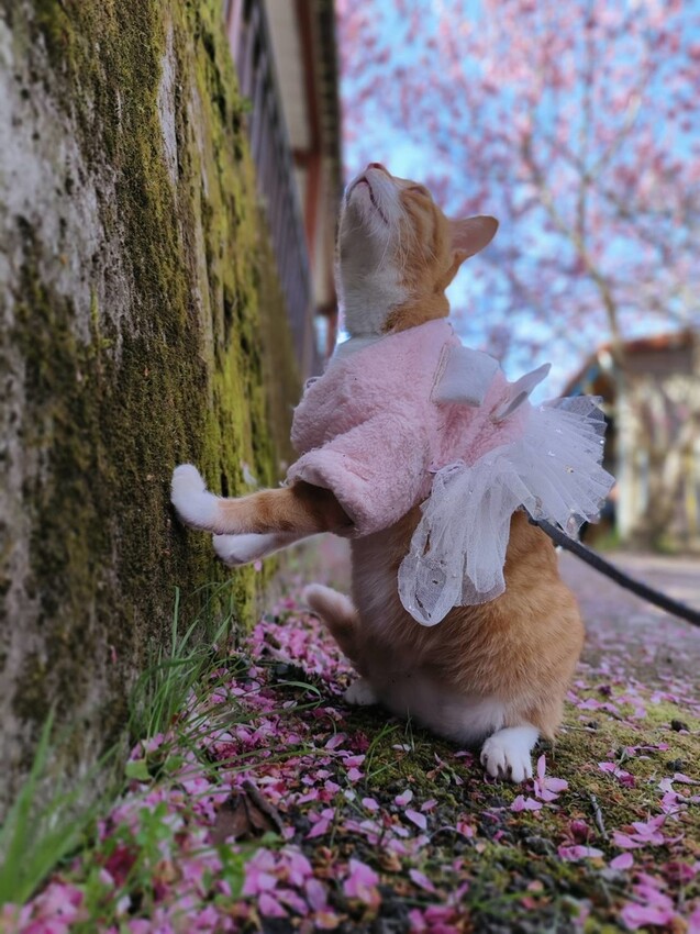 43563.jpg - 【新竹.尖石鄉】2023最新賞櫻免費景點。財伯觀光果園。櫻花+水蜜桃花+李花。寵物友善帶愛犬愛貓來拍