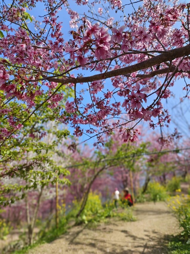 44295.jpg - 【新竹.尖石鄉】2023最新賞櫻免費景點。財伯觀光果園。櫻花+水蜜桃花+李花。寵物友善帶愛犬愛貓來拍