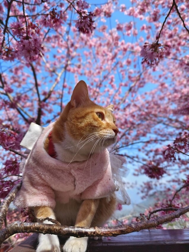 43561.jpg - 【新竹.尖石鄉】2023最新賞櫻免費景點。財伯觀光果園。櫻花+水蜜桃花+李花。寵物友善帶愛犬愛貓來拍