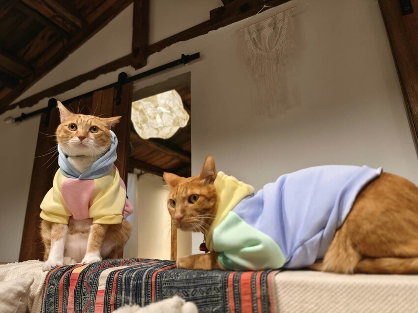 51666.jpg - 【宜蘭】小雨林寵物友善民宿。一個可以自在冥想+放空+禪意十足的美好空間+購無菜單料理+購房間內spa