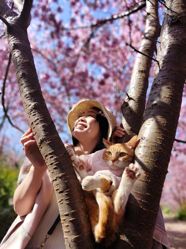 44258.jpg - 【新竹.尖石鄉】2023最新賞櫻免費景點。財伯觀光果園。櫻花+水蜜桃花+李花。寵物友善帶愛犬愛貓來拍