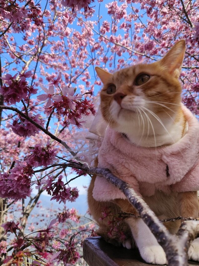 44084.jpg - 【新竹.尖石鄉】2023最新賞櫻免費景點。財伯觀光果園。櫻花+水蜜桃花+李花。寵物友善帶愛犬愛貓來拍