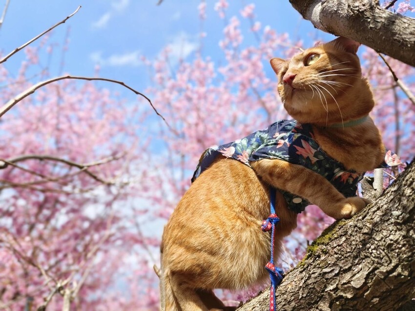 43695.jpg - 【新竹.尖石鄉】2023最新賞櫻免費景點。財伯觀光果園。櫻花+水蜜桃花+李花。寵物友善帶愛犬愛貓來拍