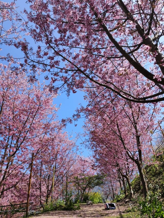 44294.jpg - 【新竹.尖石鄉】2023最新賞櫻免費景點。財伯觀光果園。櫻花+水蜜桃花+李花。寵物友善帶愛犬愛貓來拍