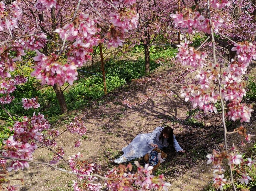 43735.jpg - 【新竹.尖石鄉】2023最新賞櫻免費景點。財伯觀光果園。櫻花+水蜜桃花+李花。寵物友善帶愛犬愛貓來拍