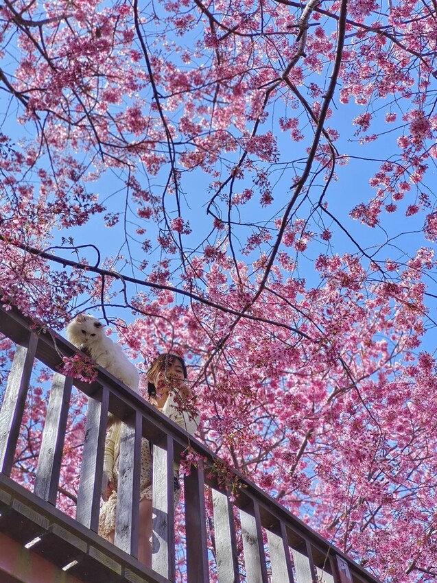 44341.jpg - 【新竹.尖石鄉】2023最新賞櫻免費景點。財伯觀光果園。櫻花+水蜜桃花+李花。寵物友善帶愛犬愛貓來拍