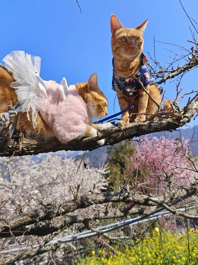 44344.jpg - 【新竹.尖石鄉】2023最新賞櫻免費景點。財伯觀光果園。櫻花+水蜜桃花+李花。寵物友善帶愛犬愛貓來拍