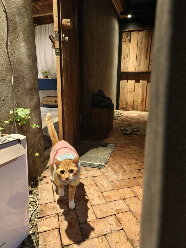 51639.jpg - 【宜蘭】小雨林寵物友善民宿。一個可以自在冥想+放空+禪意十足的美好空間+購無菜單料理+購房間內spa