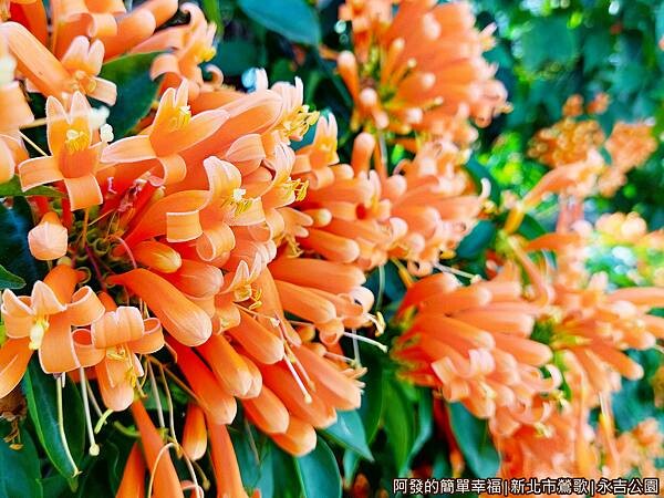 永吉公園04-怒綻的炮仗花.jpg 永吉公園04-怒綻的炮仗花.jpg